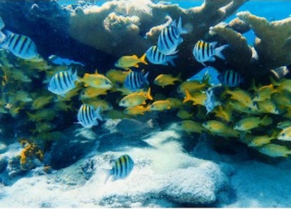 Reef fish over coral