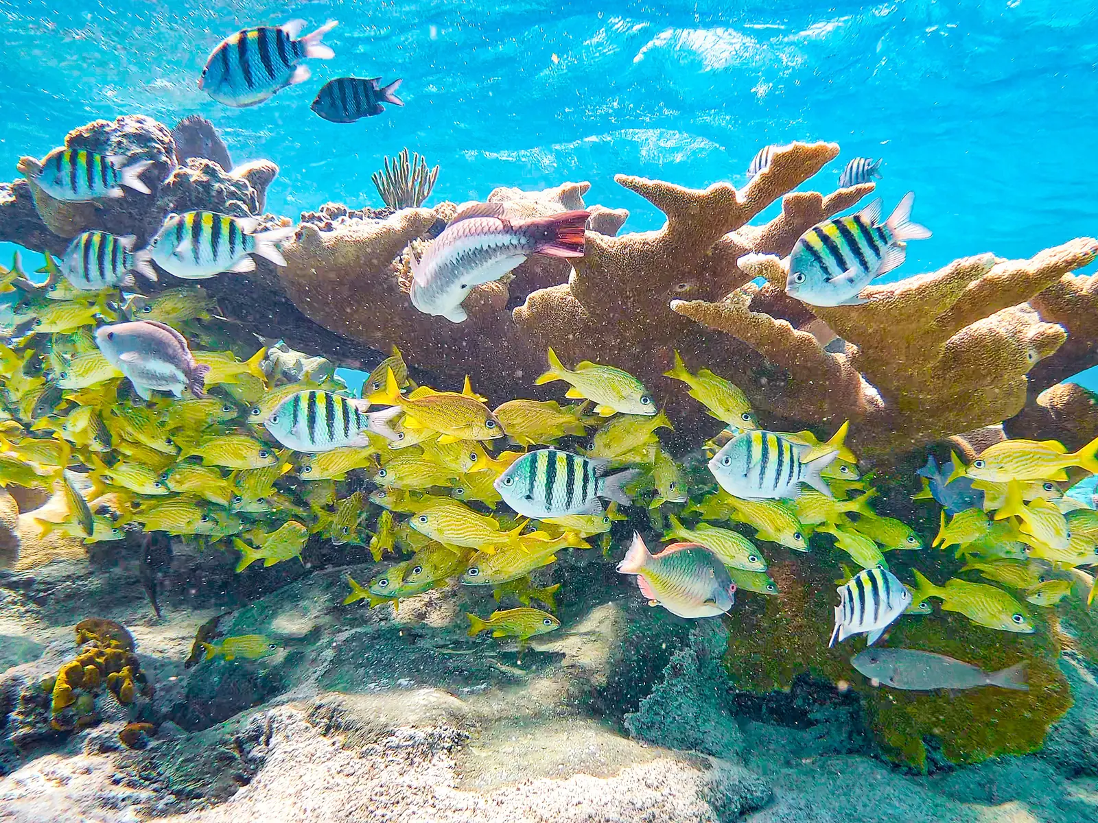 Living elkhorn coral