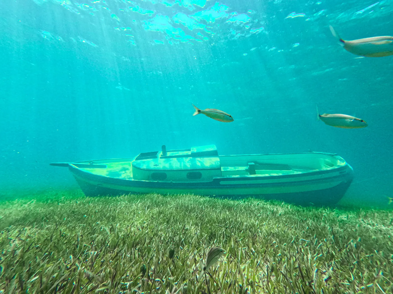 Every swim reveals something new.