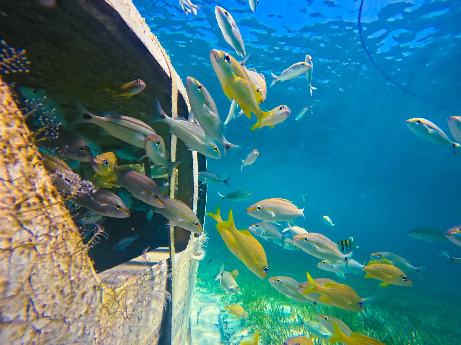 The wreck becomes the reef