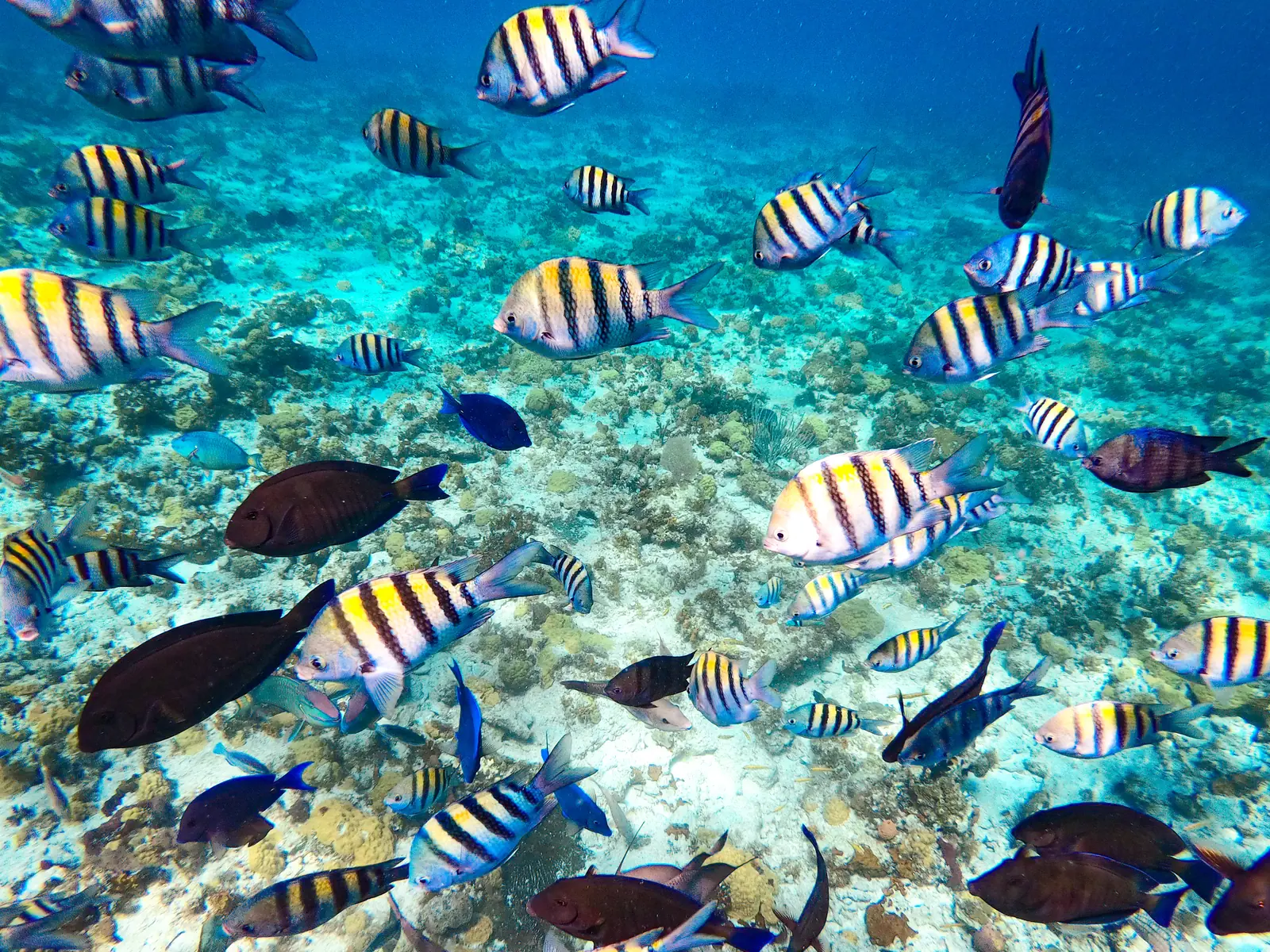 Waist-deep, still full of fish