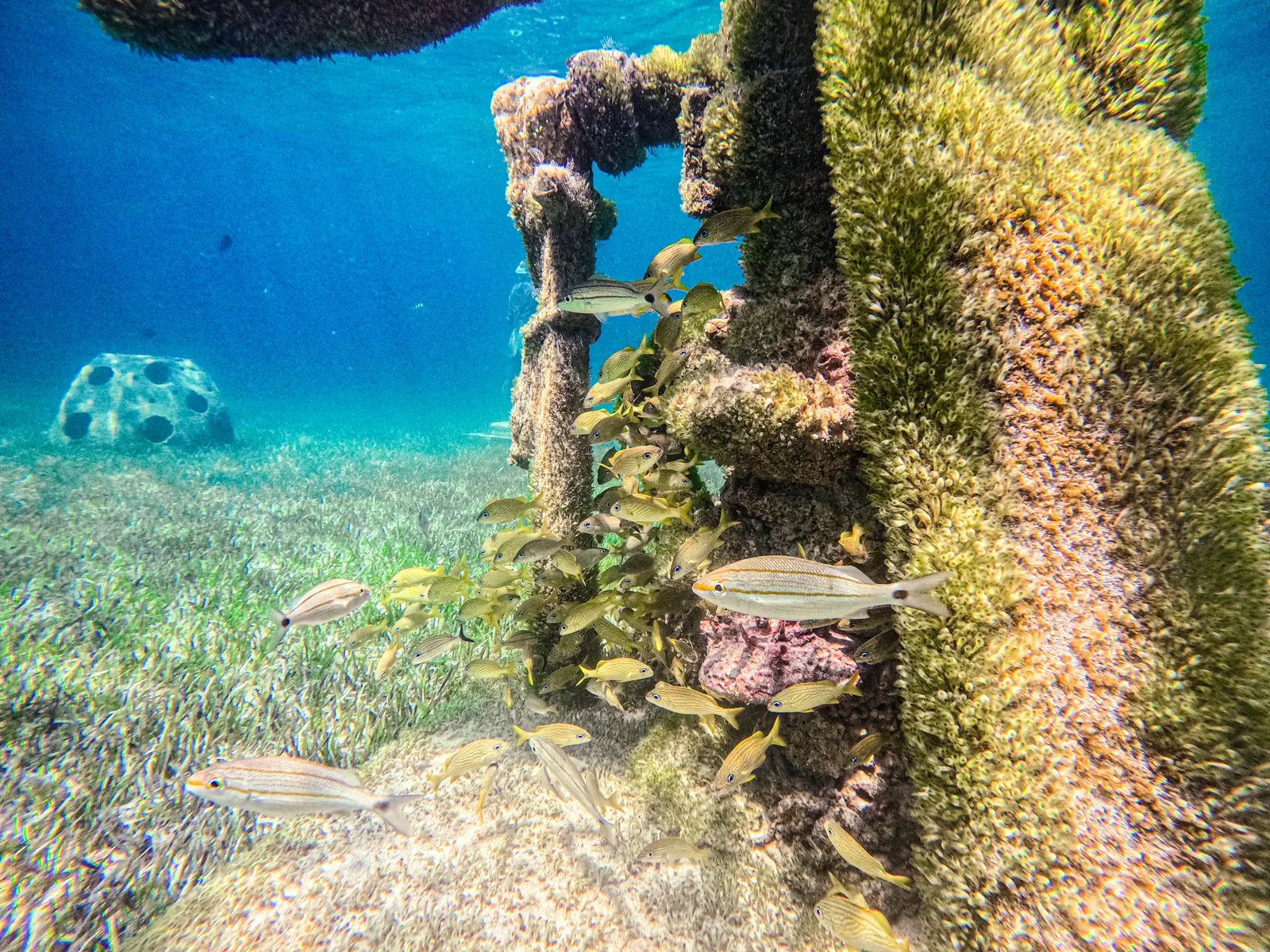 Artificial reef, real ecosystem