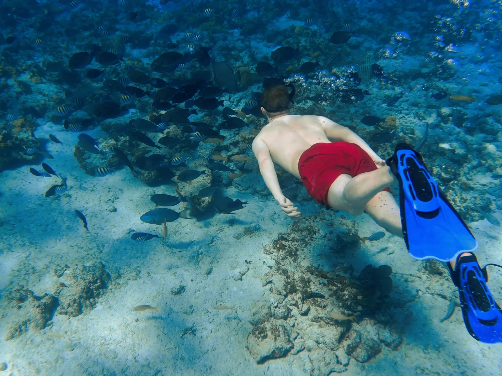 Explore the underwater world