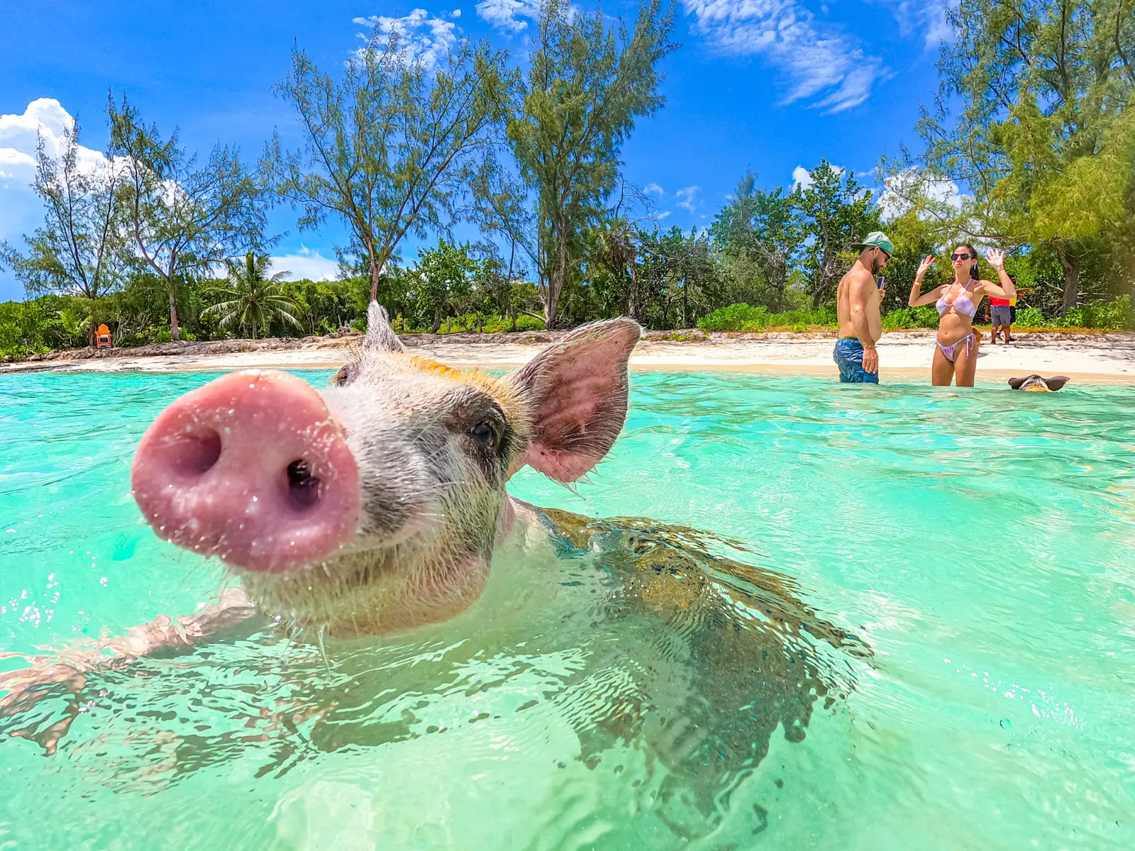 They really do swim
